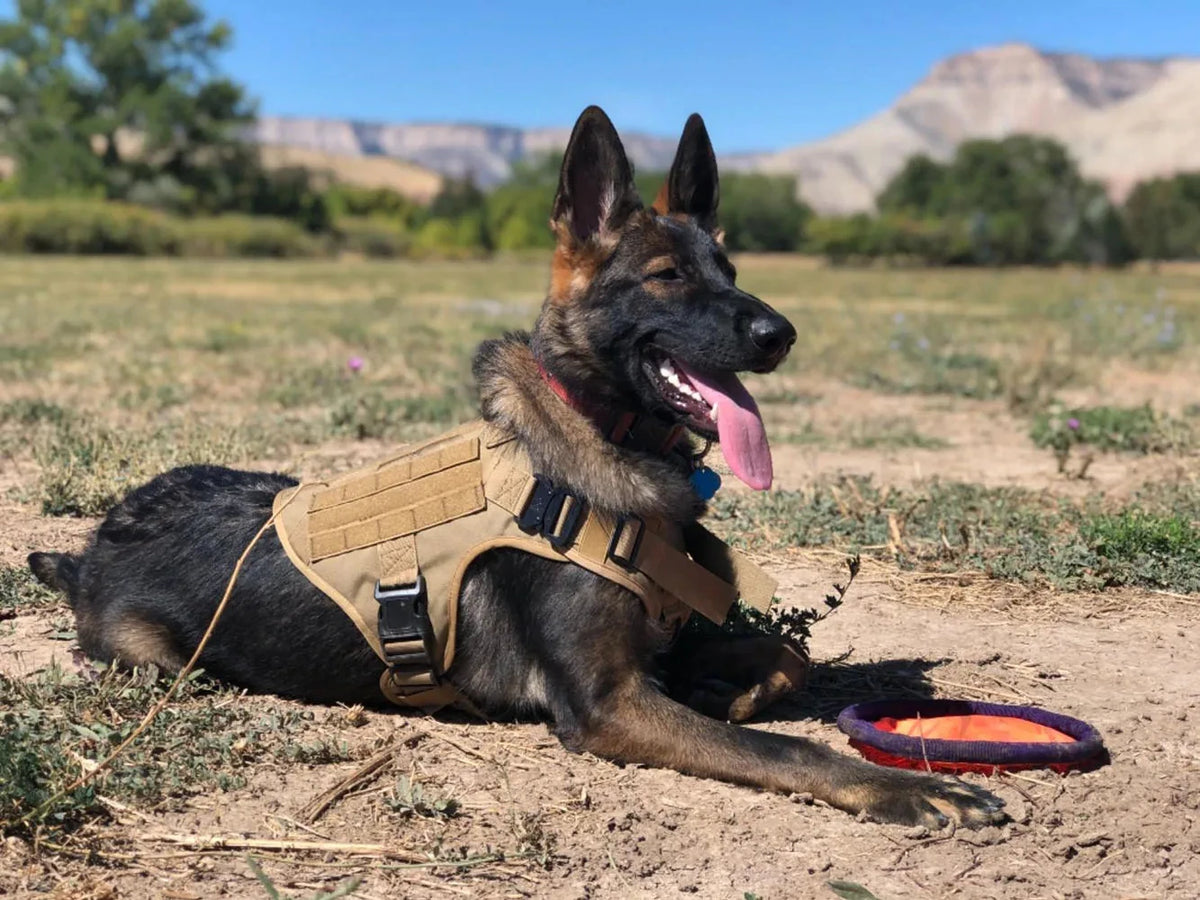 PetraVel Tactical Dog Harness And Collar Set